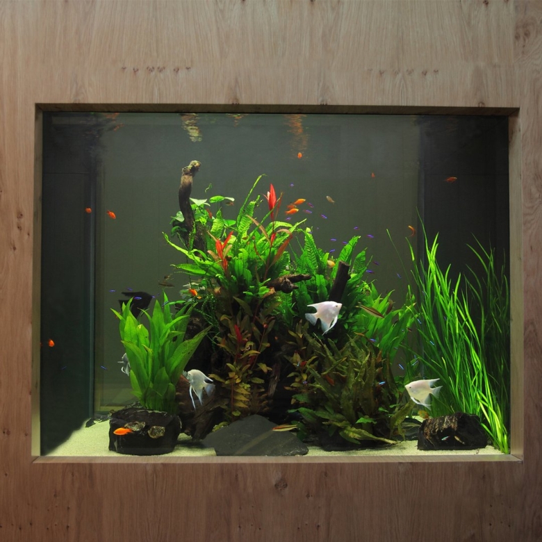 Аквариум травник биотоп