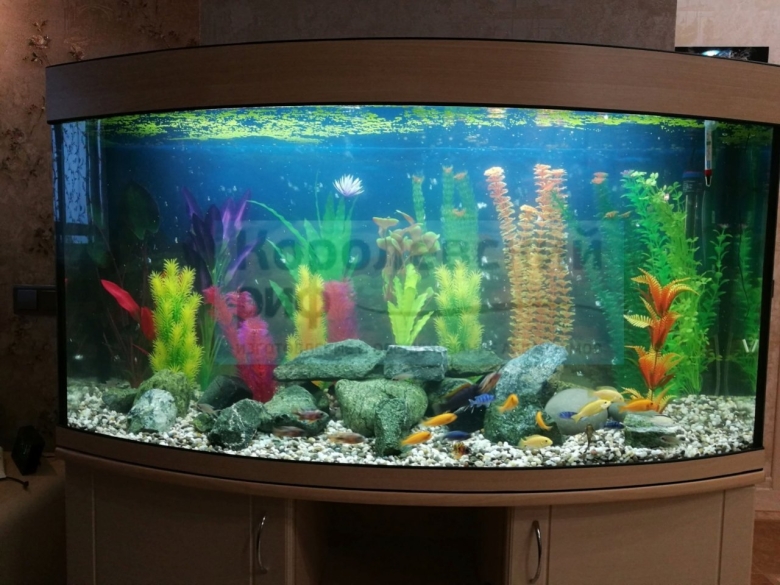 Красивые аквариумы