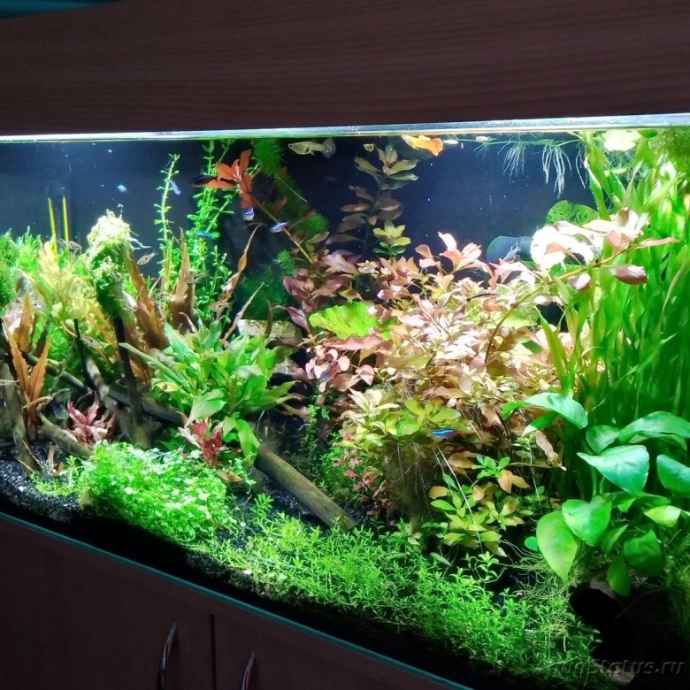 Аквариумное растение