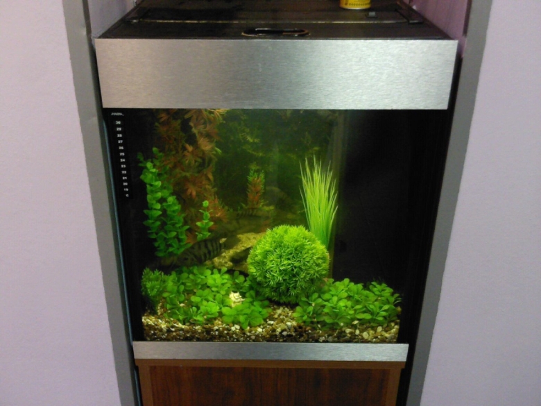 Аквариум с живыми растениями