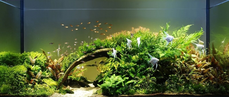 Акваскейп папоротник Трайдент