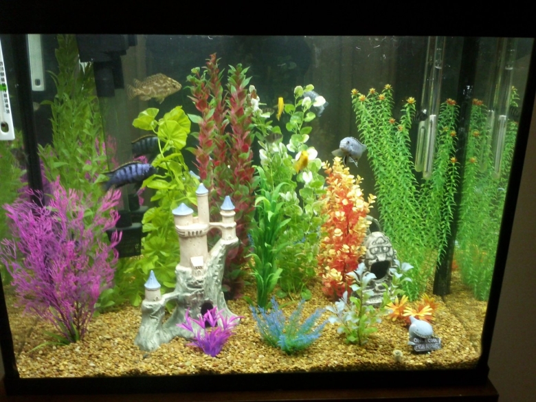 Растения для аквариума живые