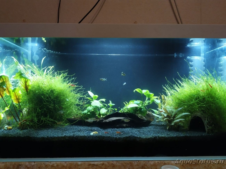 50 литров аквариум