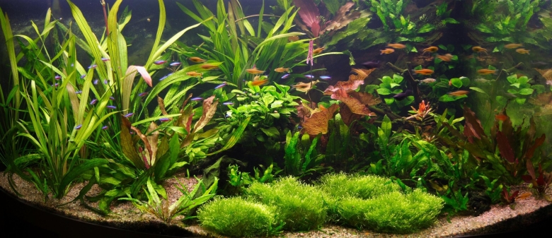 Красивые аквариумы с растениями