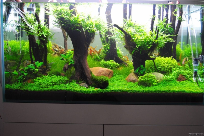 Акваскейп Танганьика