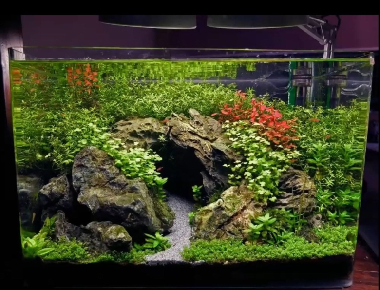 Анубиас акваскейп