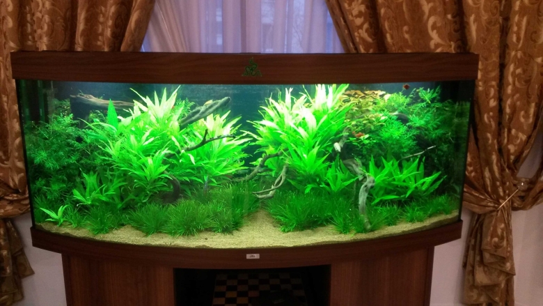 Дизайн аквариумов