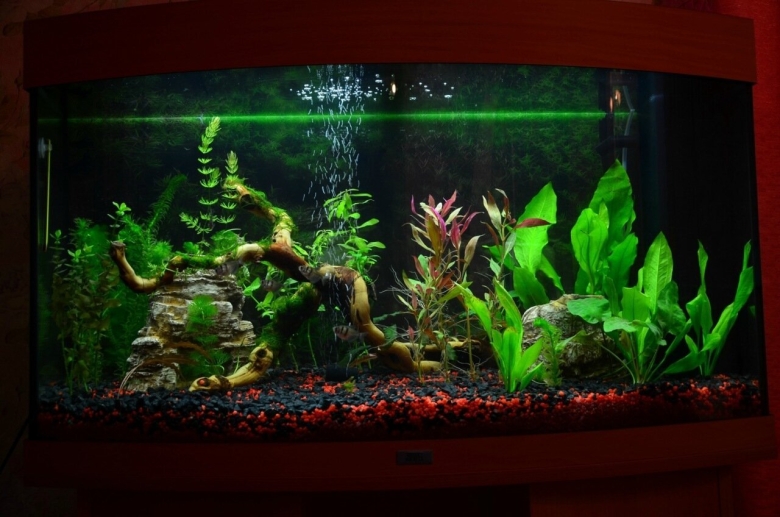 Аквариум с растениями и рыбками