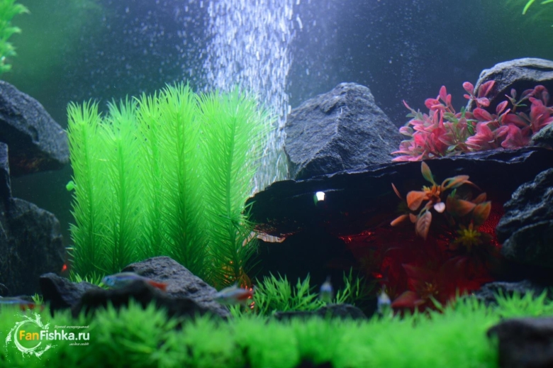 Аквариум с искусственными растениями оформление