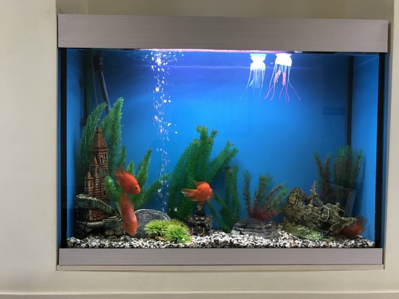 Красивые аквариумы
