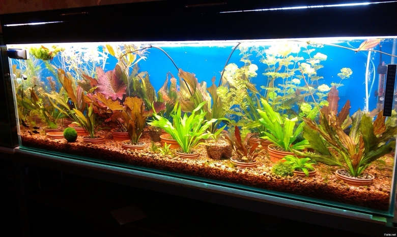Оформление аквариума 100 литров