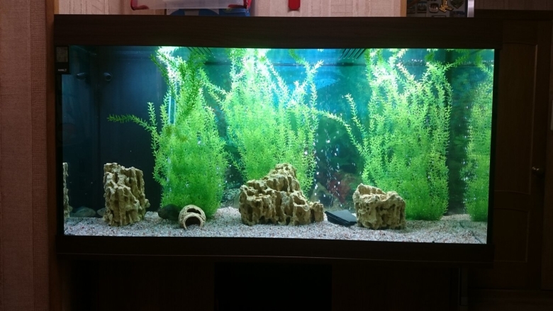 Аквариум псевдоморе с живыми растениями