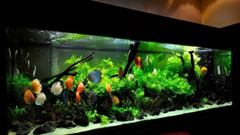 Акваскейп с дискусами