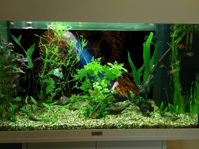 Красивые аквариумы