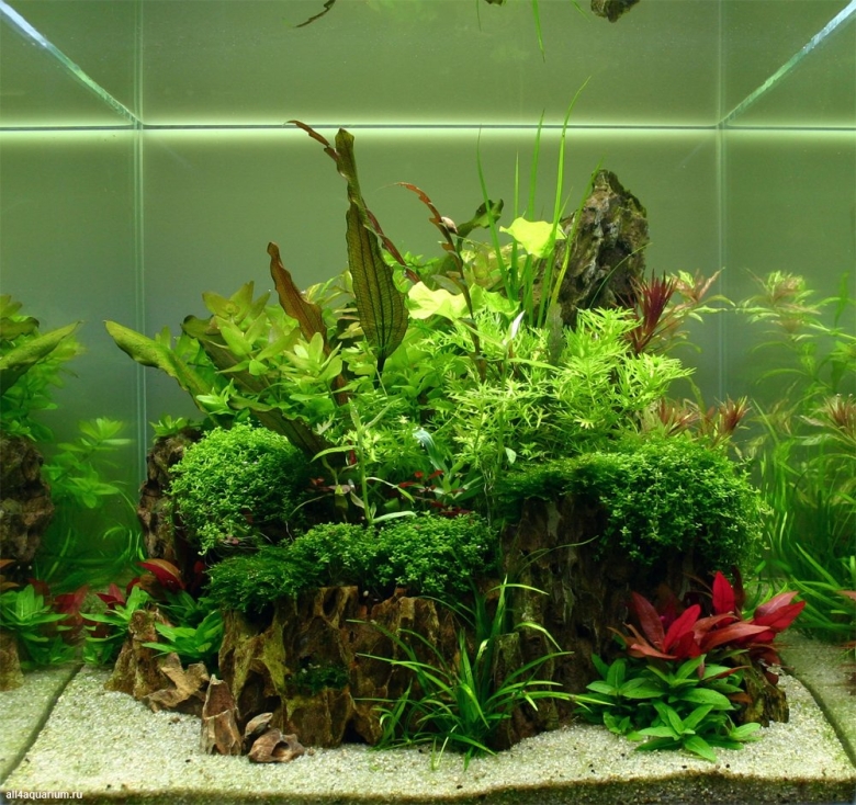 Альтернантера Рейнека террариум