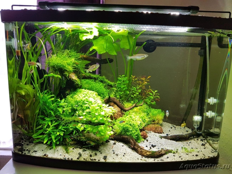Обустройство аквариума