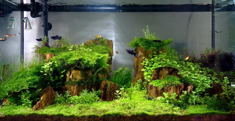 Голландский акваскейп