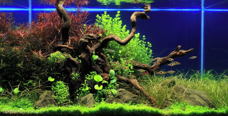 Акваскейп хардскейп