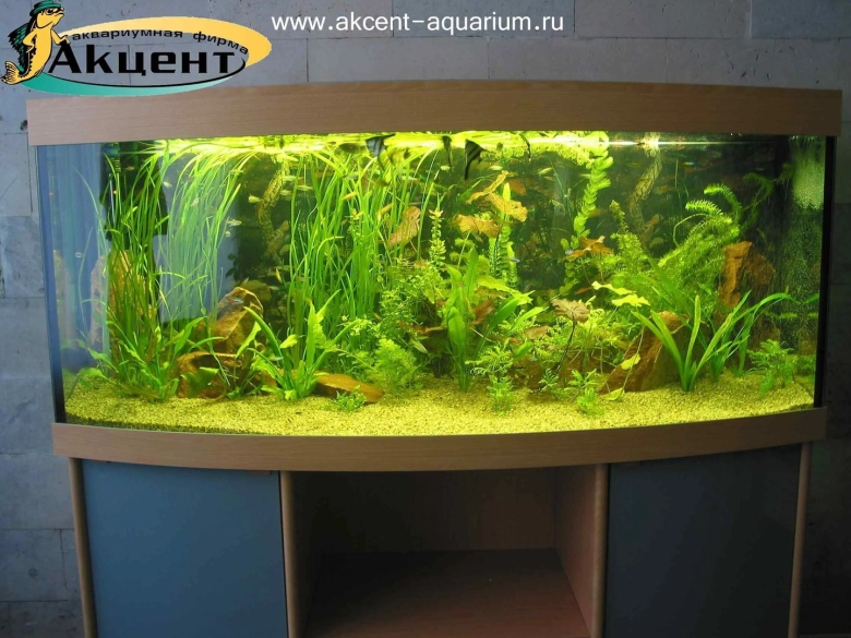 Акцент аквариум