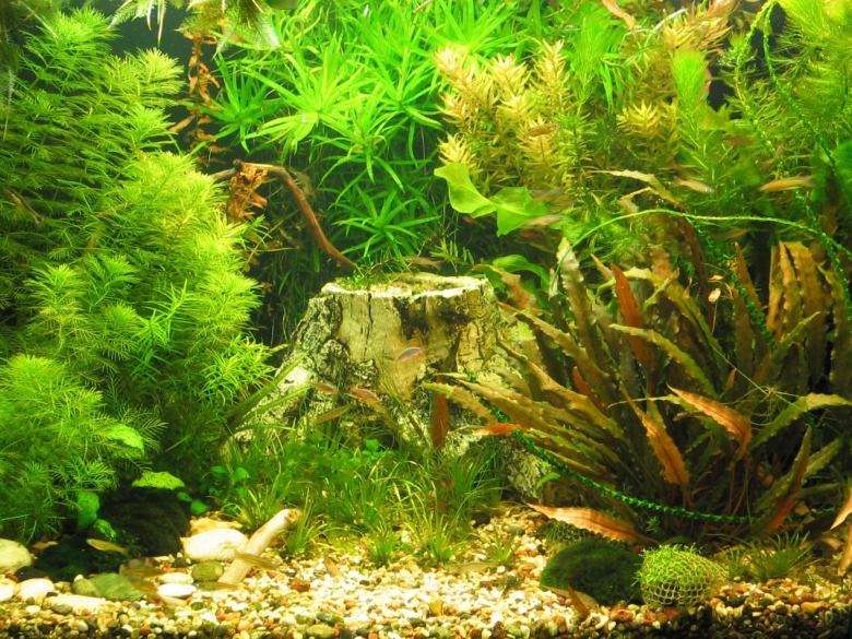 Криптокорина устериана