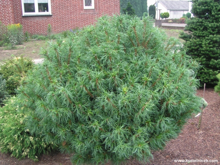 Сосна веймутова грин твист