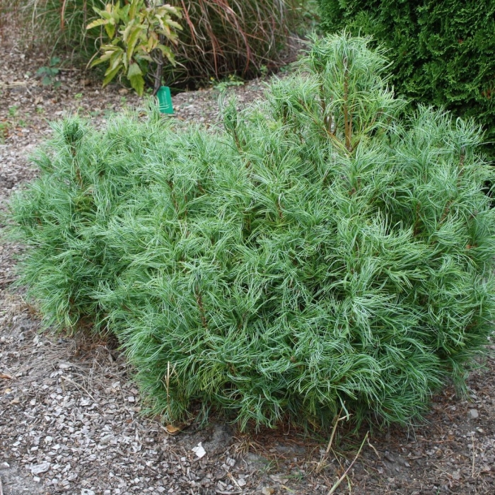 Сосна веймутова тини керлс