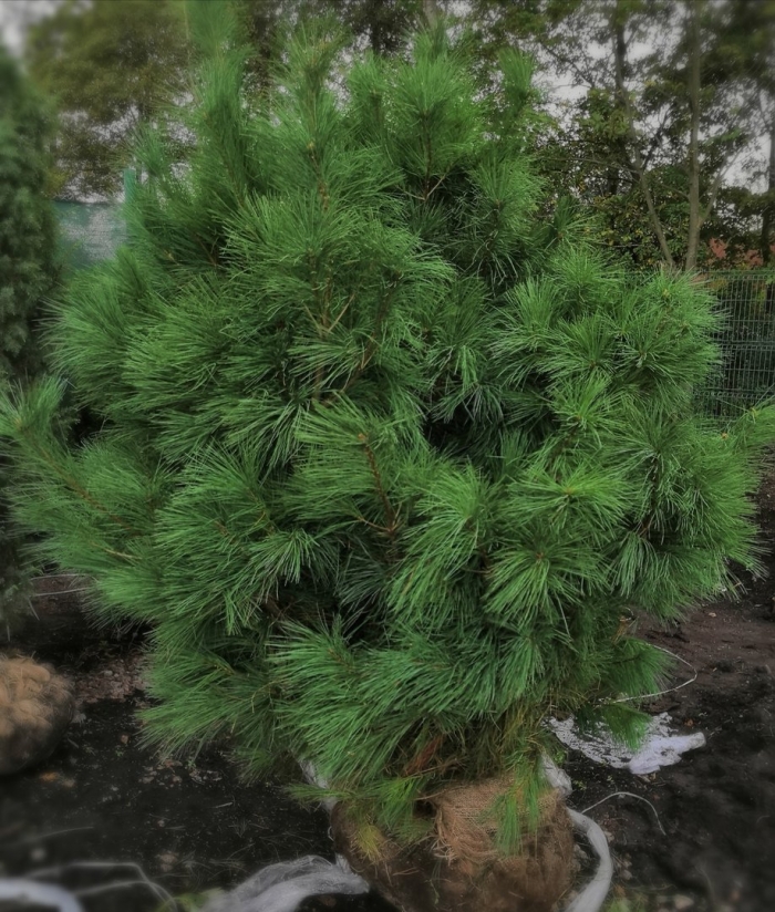 Сосна веймутова strobus