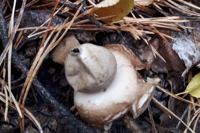 Звездовик черноголовый