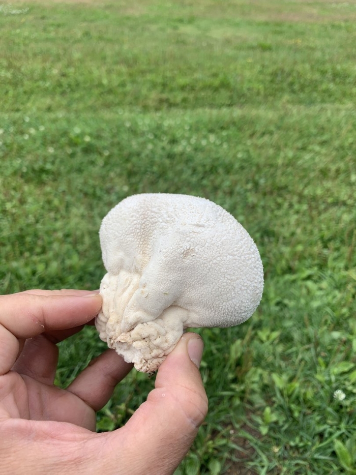 Гриб дождевик съедобный