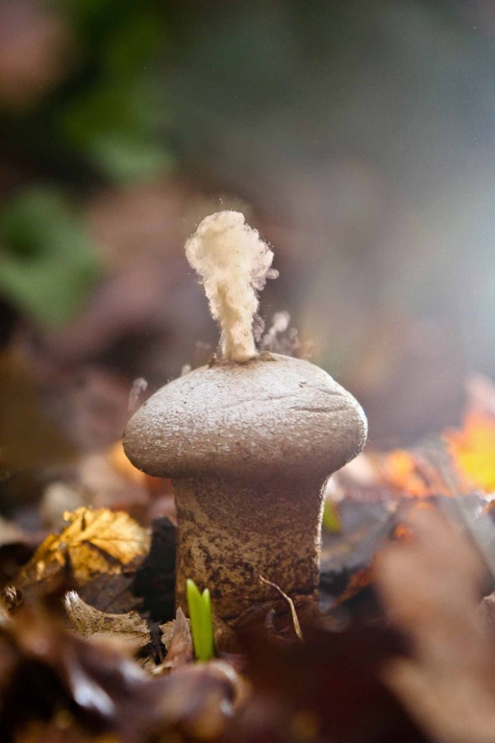 Гриб дедушкин табак