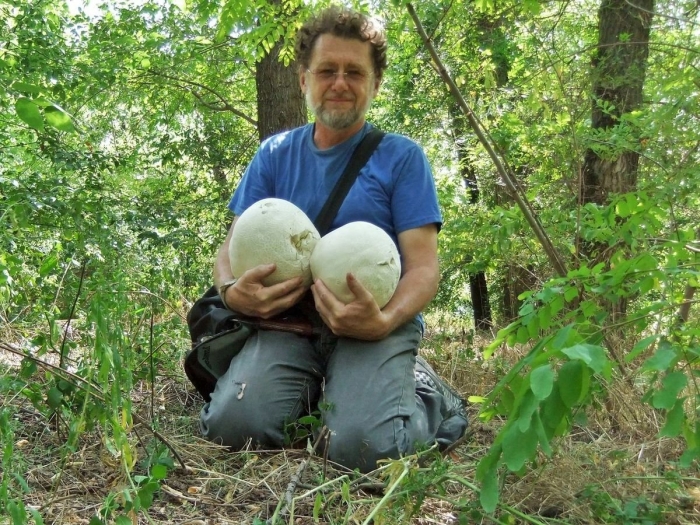 Гриб дождевик съедобный