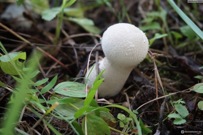 Головач продолговатый (calvatia excipuliformis)