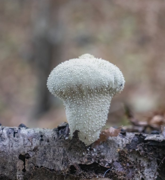 Дождевик шиповатый lycoperdon perlatum
