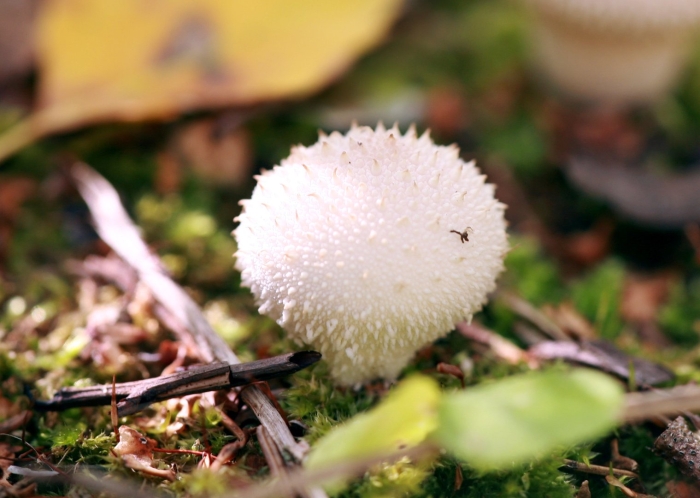 Дедушкин табак гриб