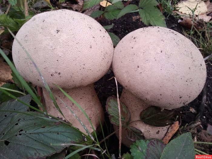 Гриб дождевик шиповатый луговой