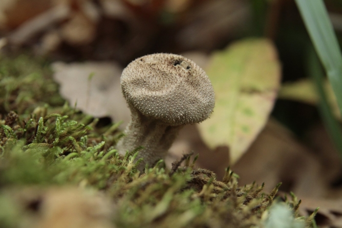 Дождевик гриб съедобный