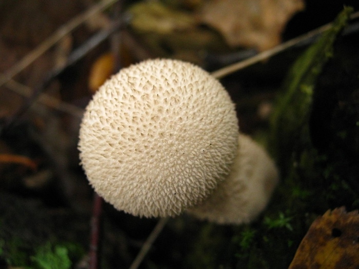 Ложнодождевик обыкновенный