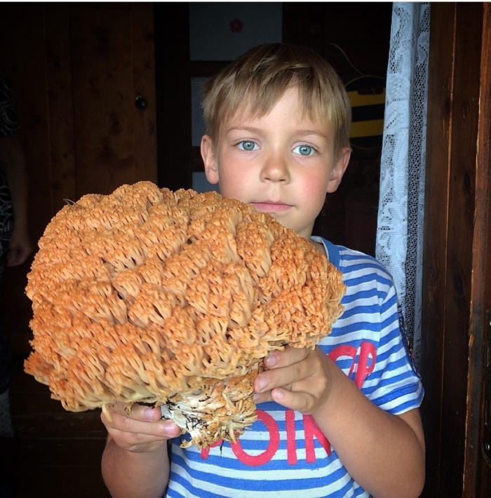 Дедова борода гриб