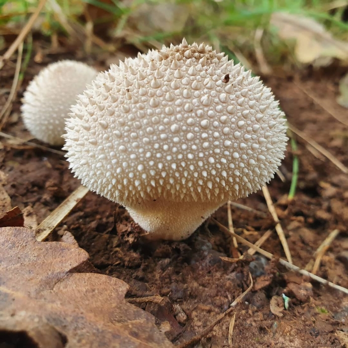 Гриб дождевик шиповатый