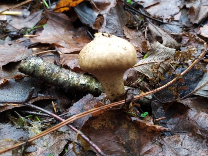 Дождевик грушевидный