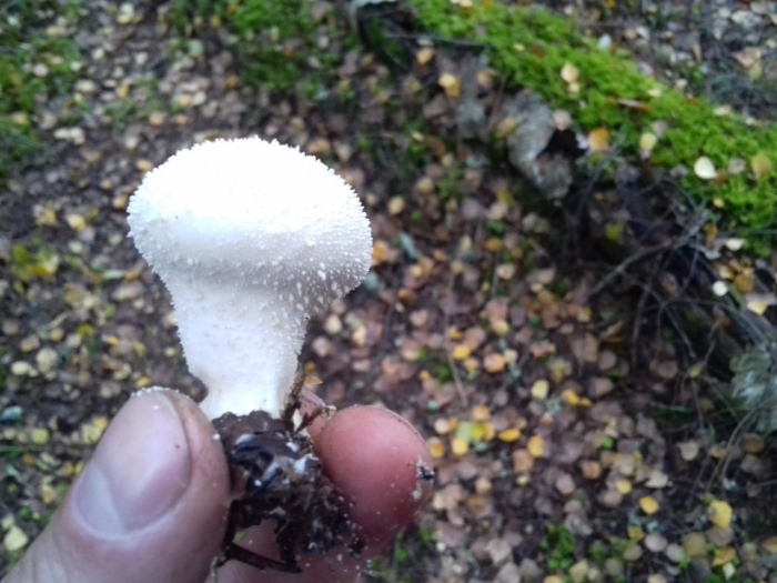 Дождевик шиповатый lycoperdon perlatum