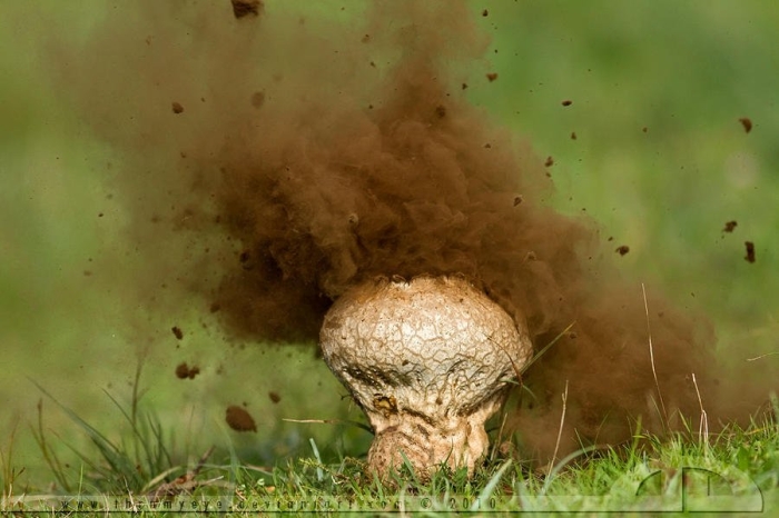 Дождевик дедушкин табак