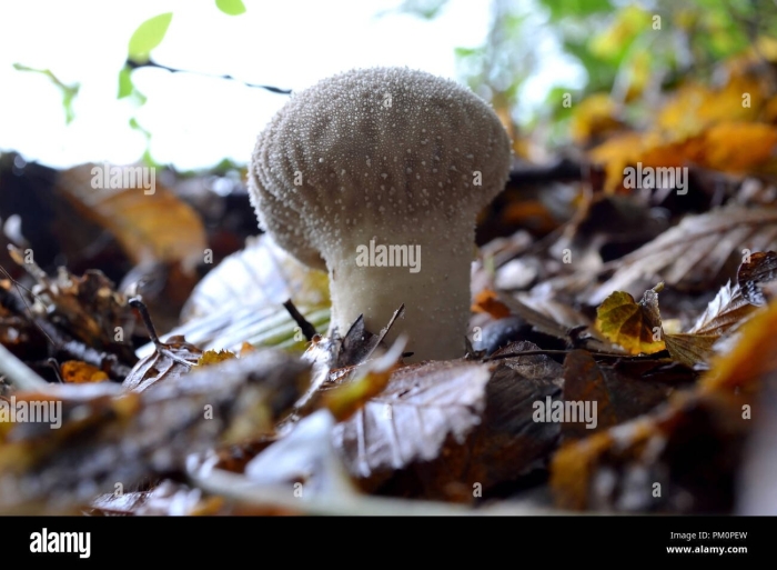 Гриб дождевик головач съедобный