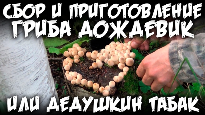 Собираем грибы