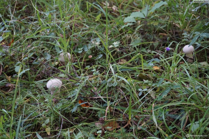 Шампиньон обыкновенный agaricus campestris