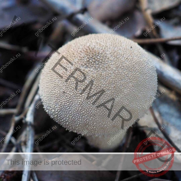 Дождевик белый - lycoperdon marginatum vittad.