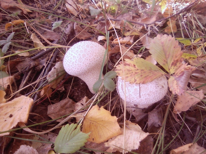 Гриб дождевик шиповатый луговой