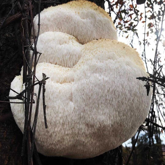 Гриб ежевик гребенчатый