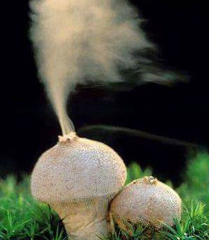 Гриб дождевик дедушкин табак