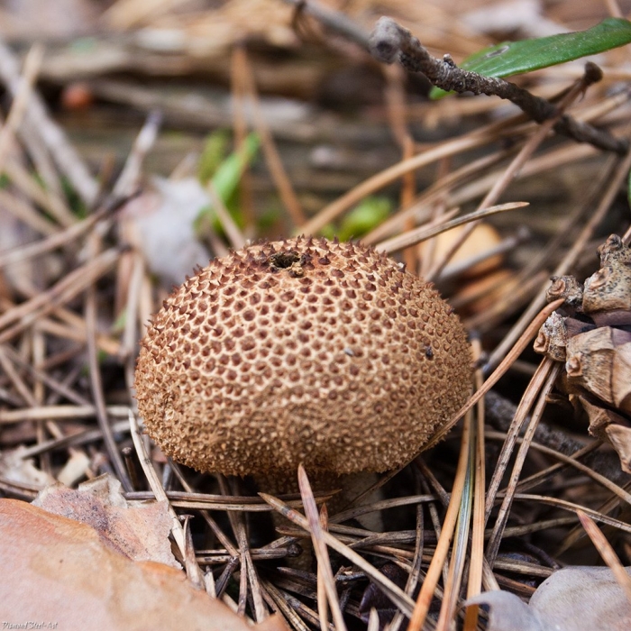 Дождевик умбровый гриб